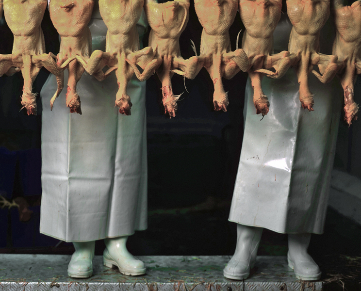 Workers on a moving chicken line at the Tyson chicken plant near Torreon, Coahuila, Mexico  prepare the birds for packing in a trailer for shipment. The US company is Mexico's third-largest chicken producer. : Workers : Keith Dannemiller Photographer Mexico